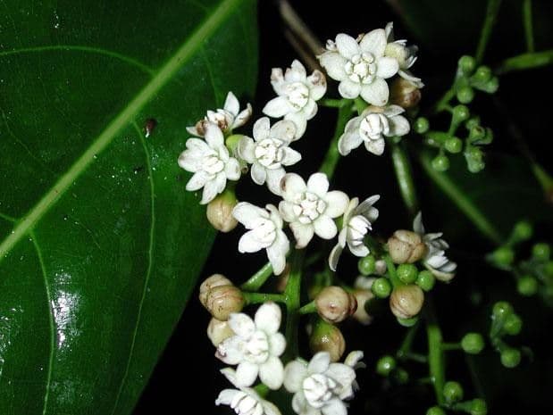 Mespilodaphne macrophylla 10