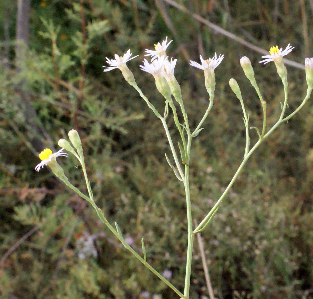 Aster solny 32