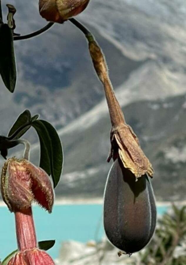 Passiflora banana