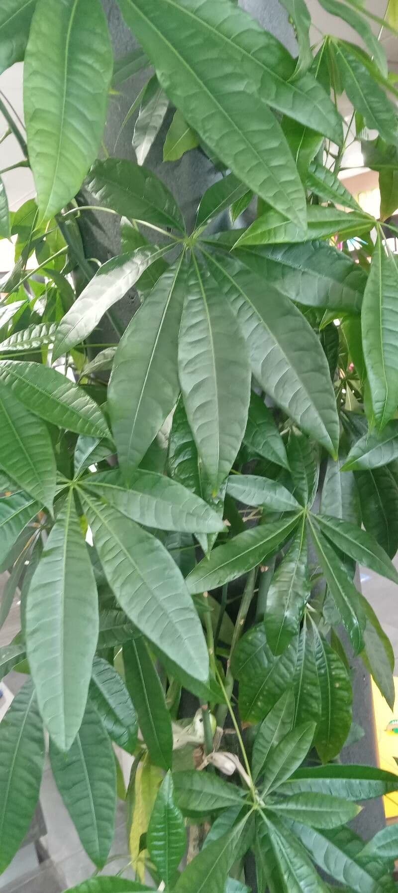 Pachira acquatica 19