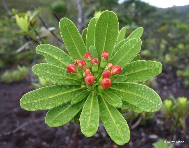 Xanthostemon 15