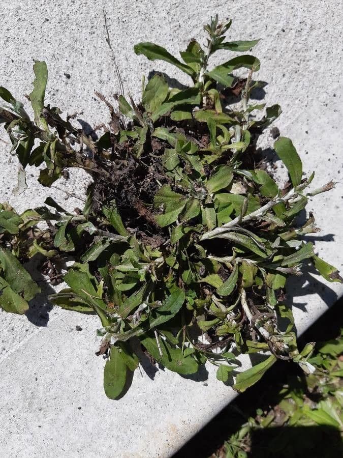 Gnaphalium americano 15