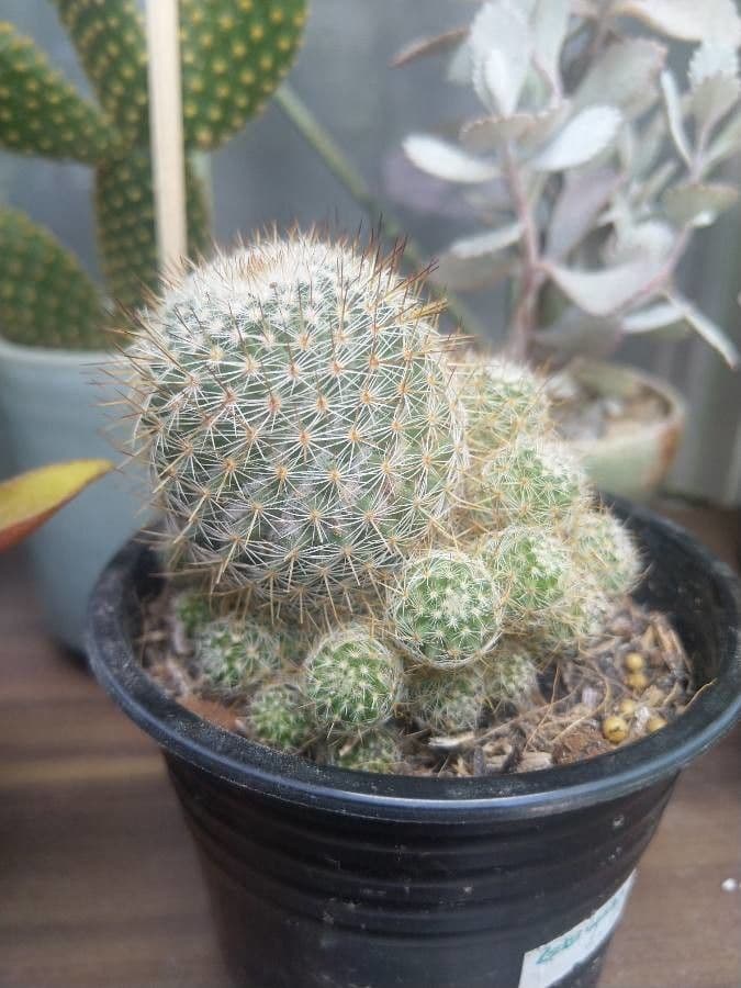 Cuscino della suocera 22