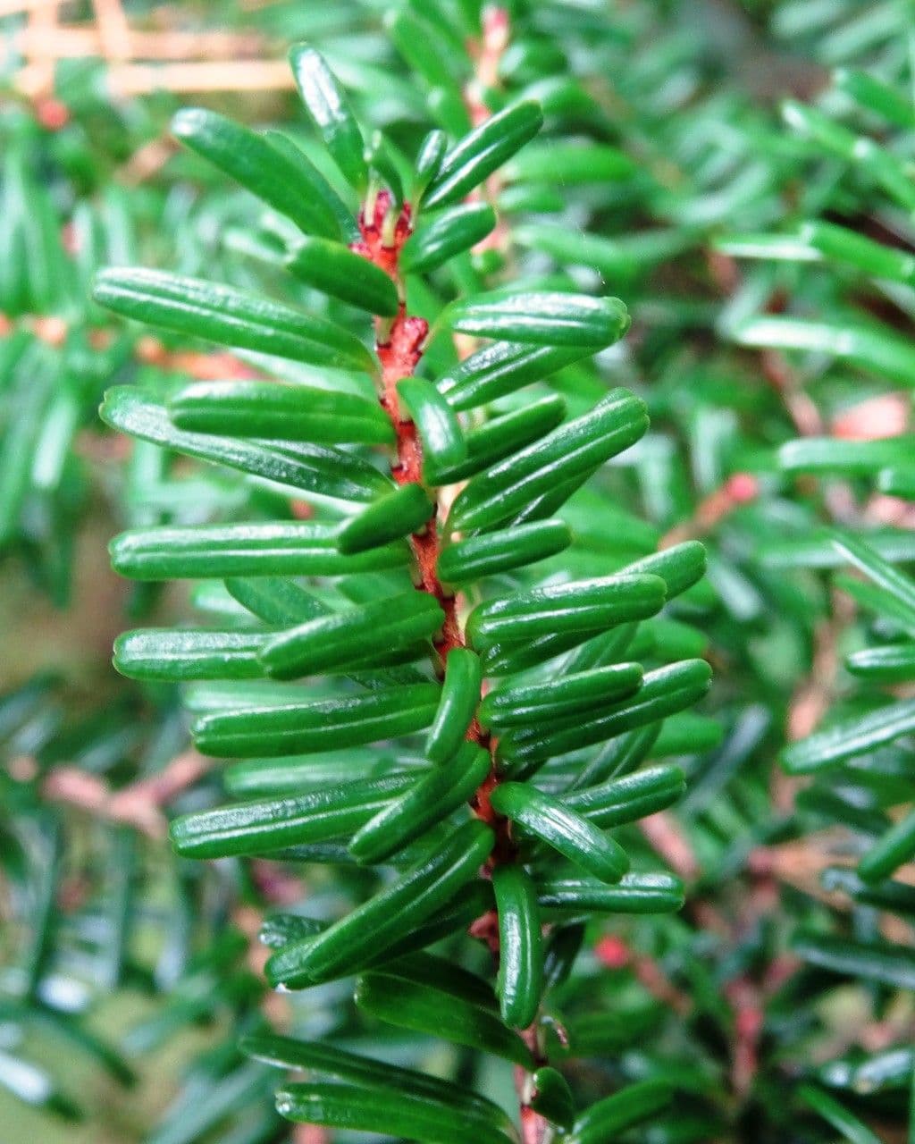 Tsuga diversifolia 9