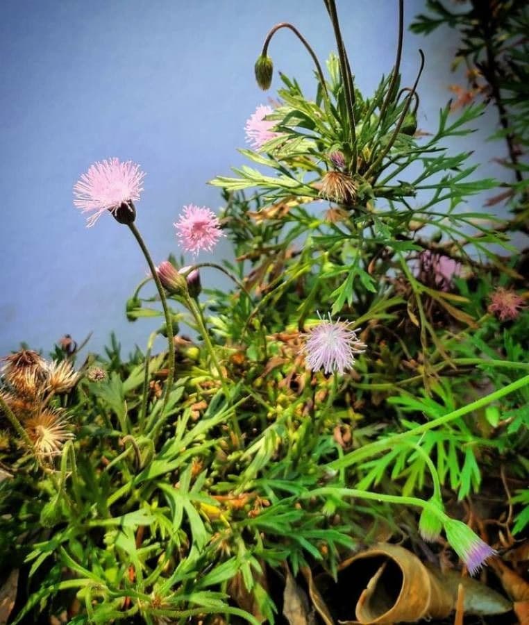 Hofmeisteria