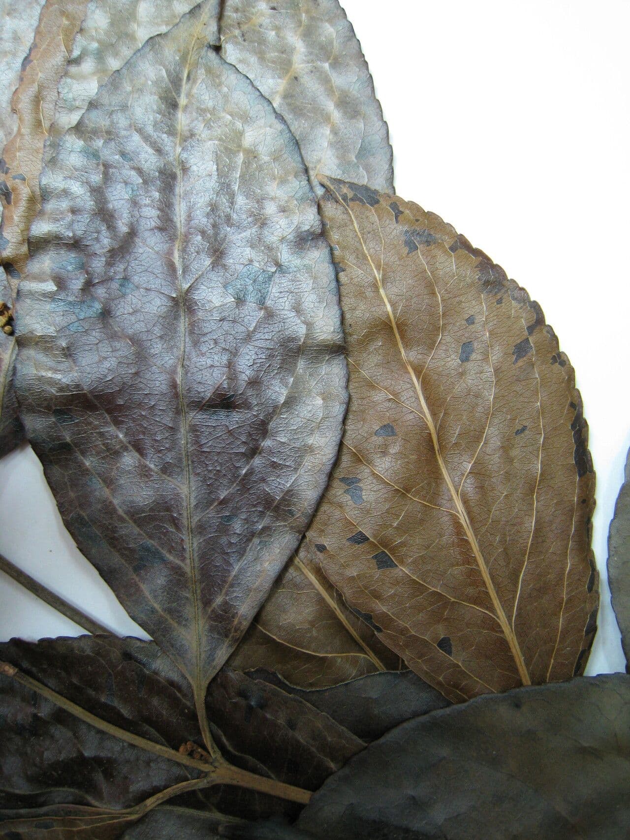 Hippocratea 25