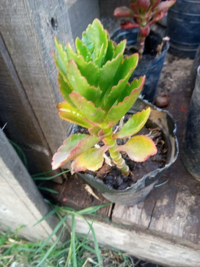 Kalanchoe 14