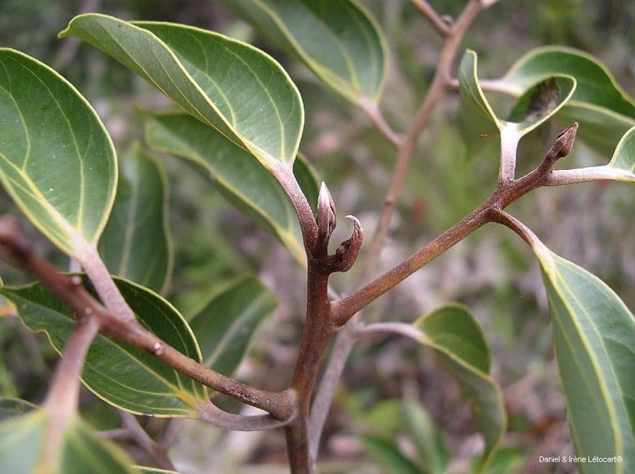 Cryptocarya 7
