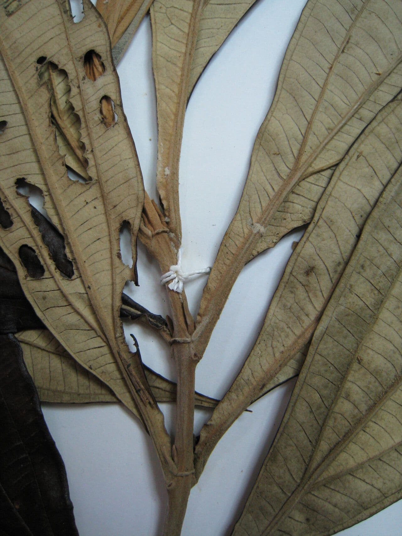 Miconia 12