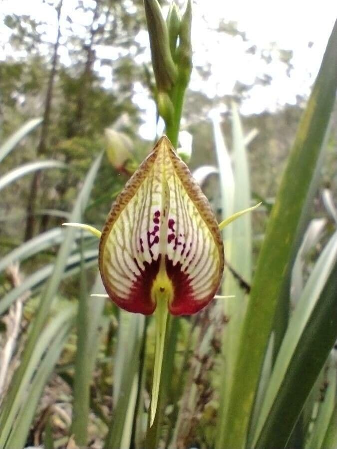 Cryptostylis 2
