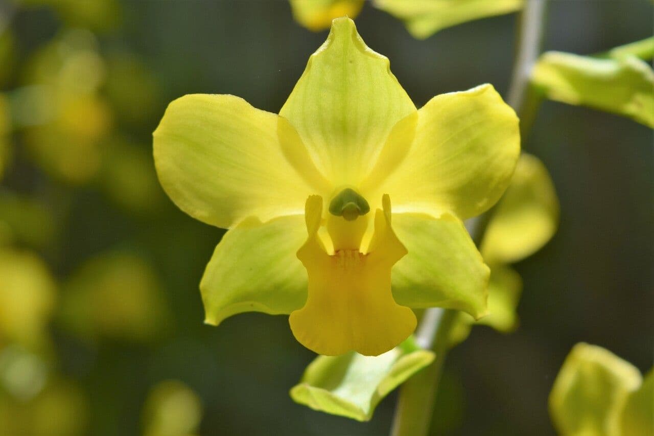 Cyrtopodium flavum 4
