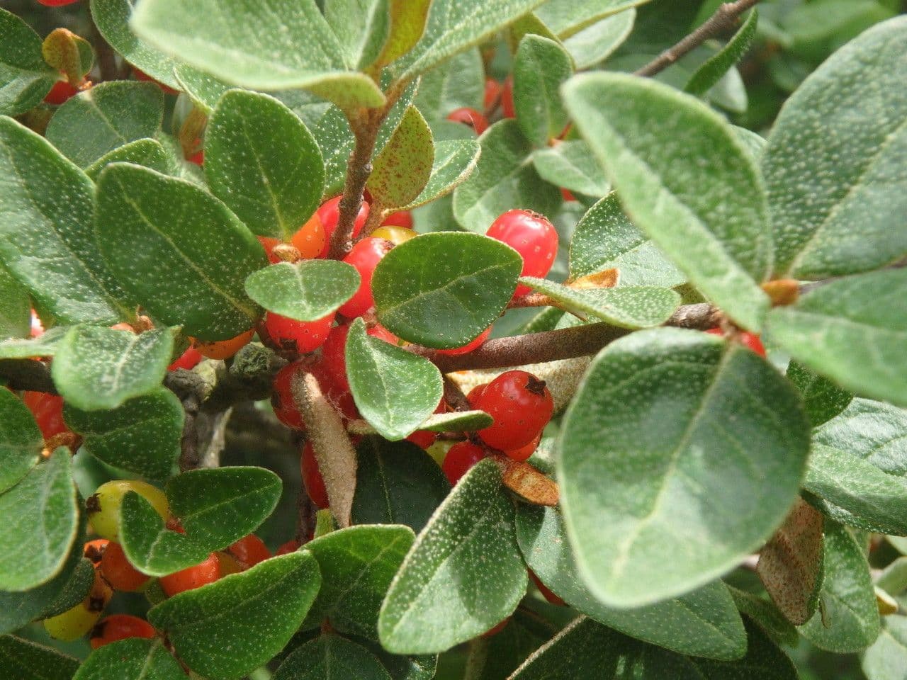 Shepherdia canadensis 12
