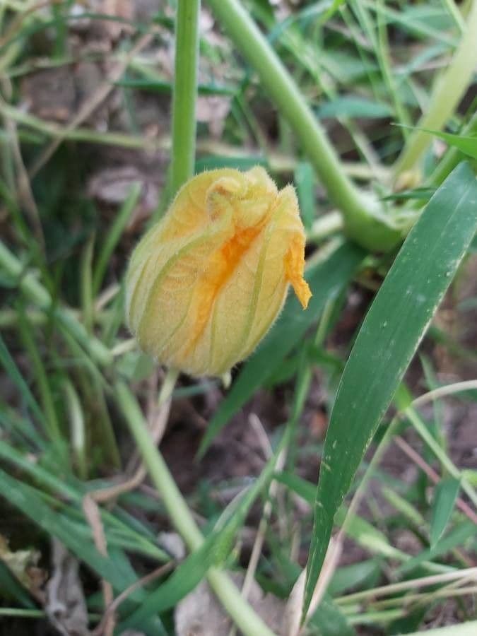 Figleaf gourd 9