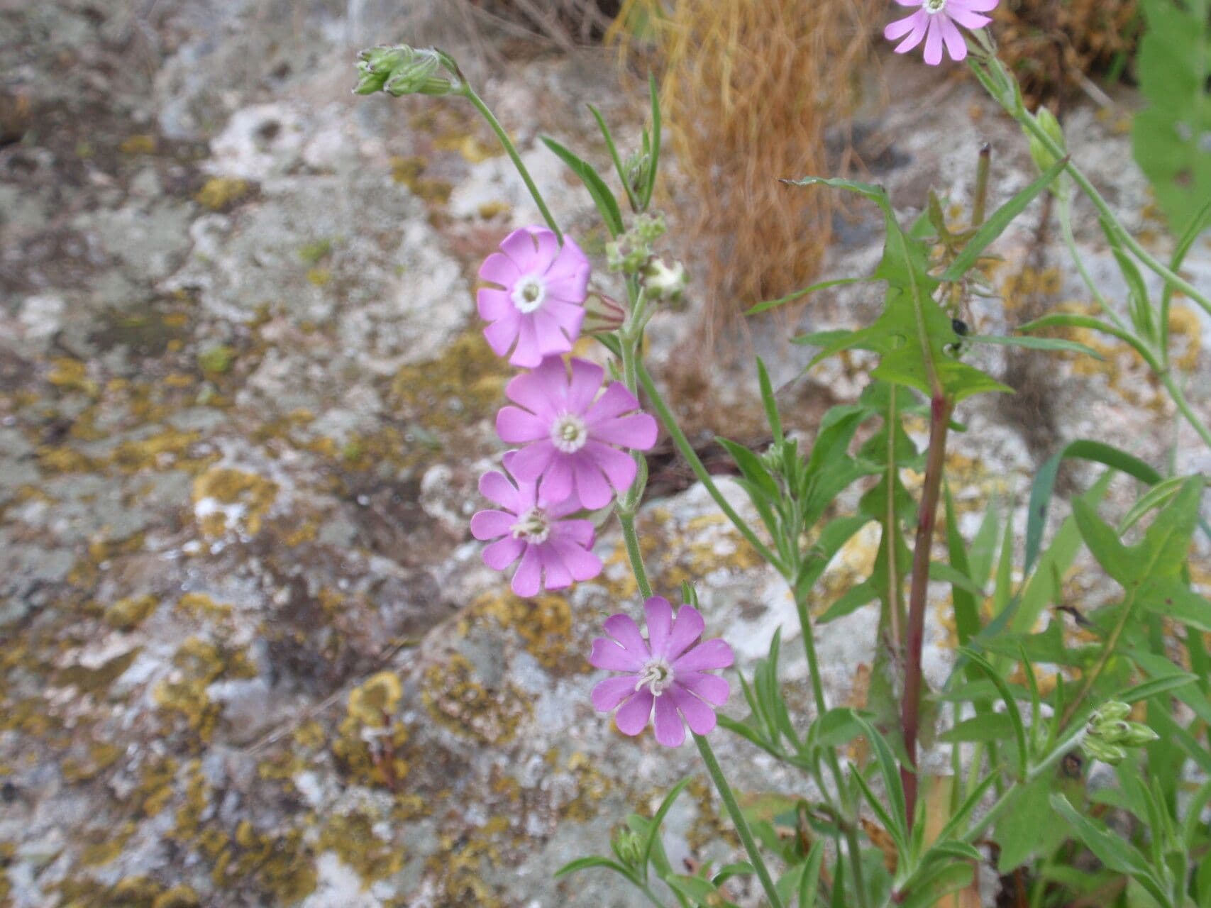Silene