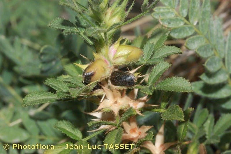 Ononide minuscola 3