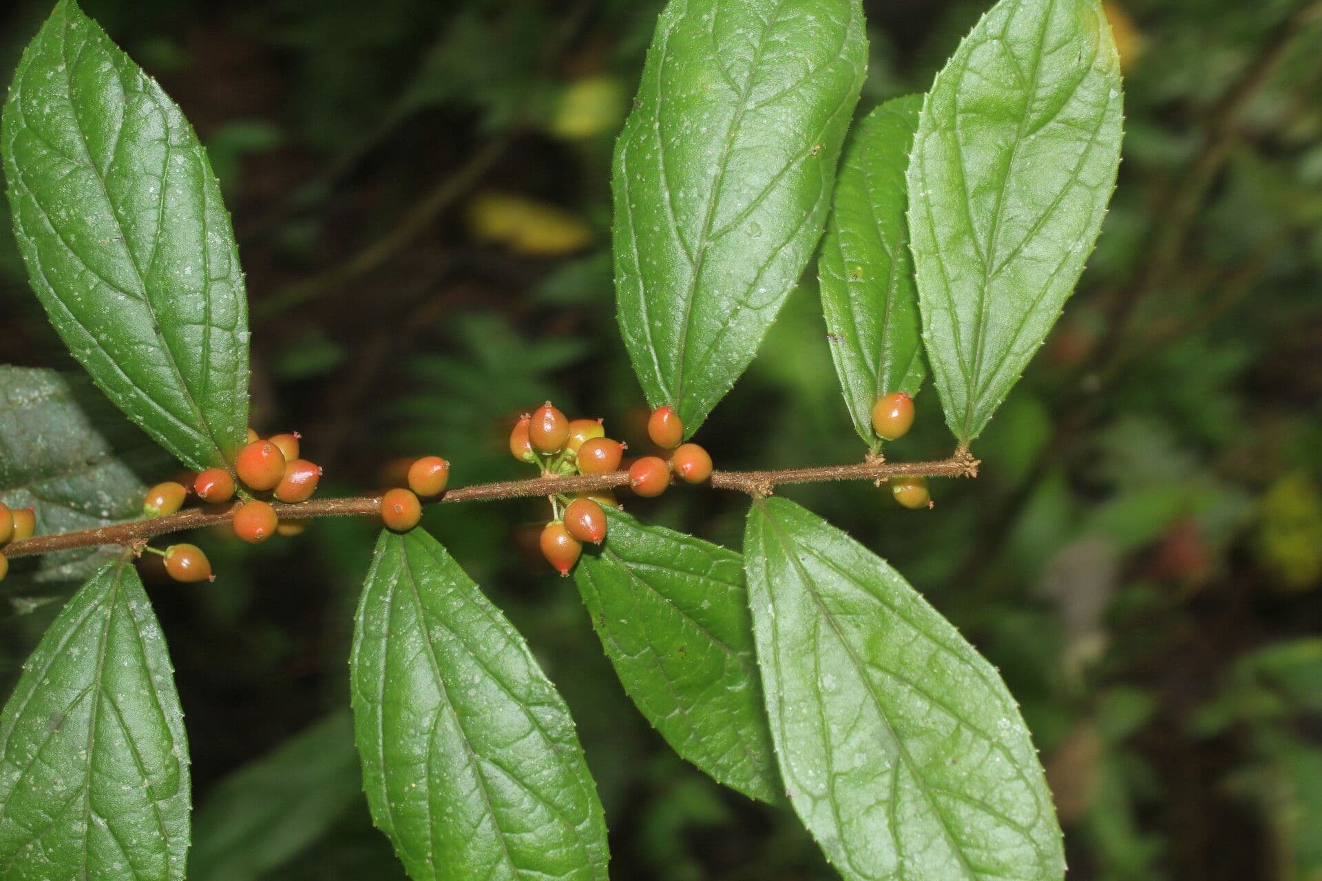Xylosma 5