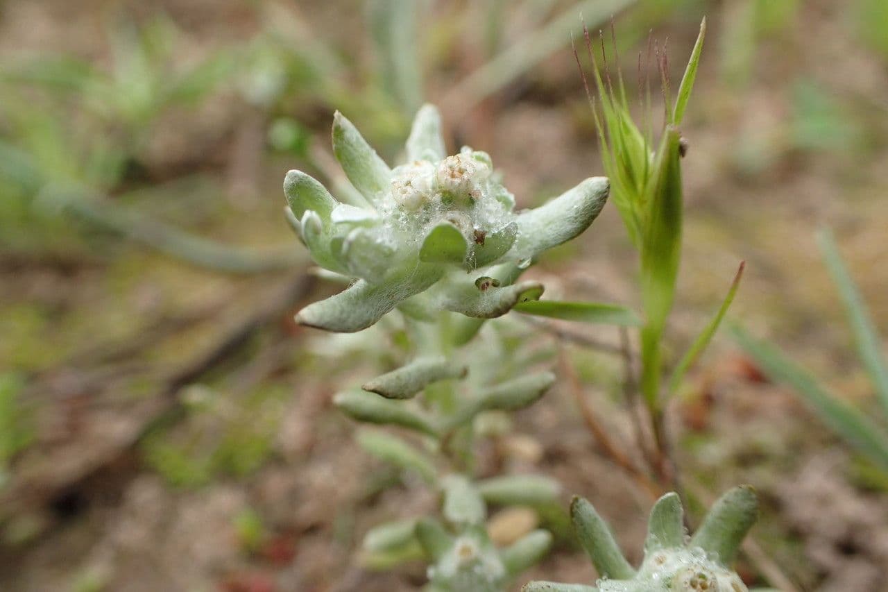 Diaperia verna 2