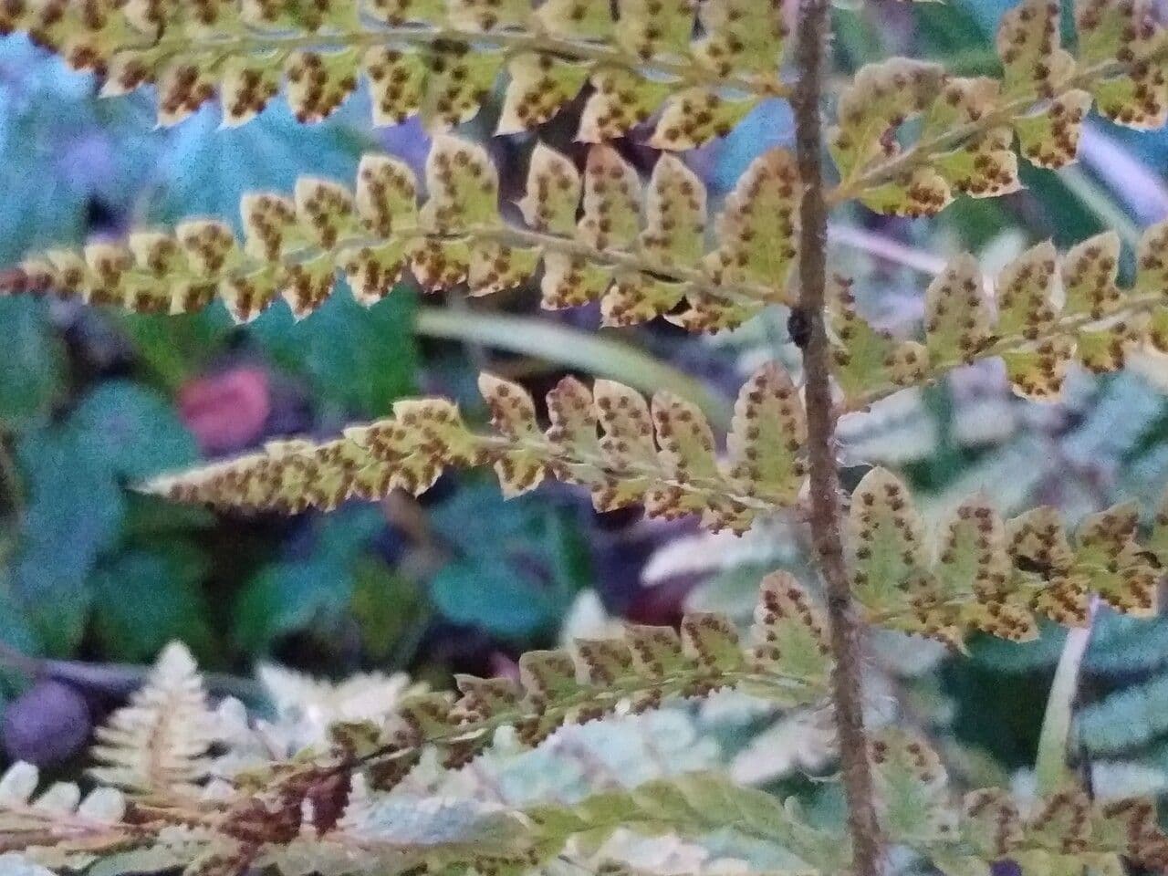 Polystichum retrosopaleaceum 3