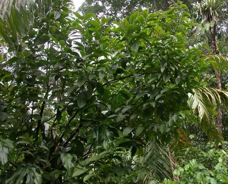 Cuatresia 6