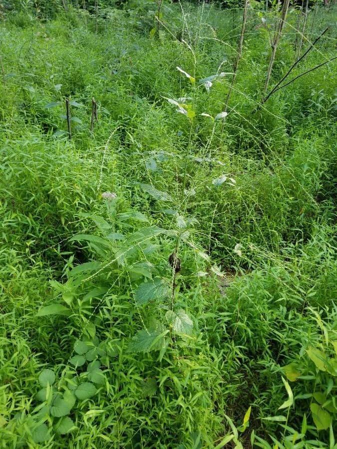 Verbena orticifolia 26