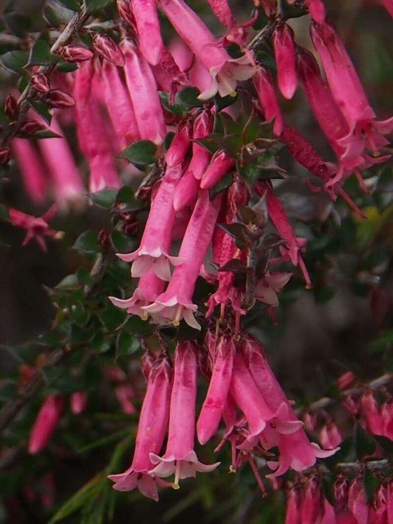 Epacris