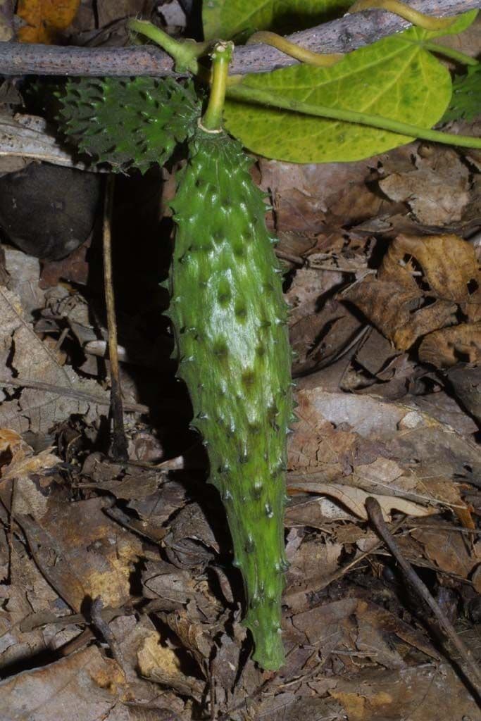 Matelea 3