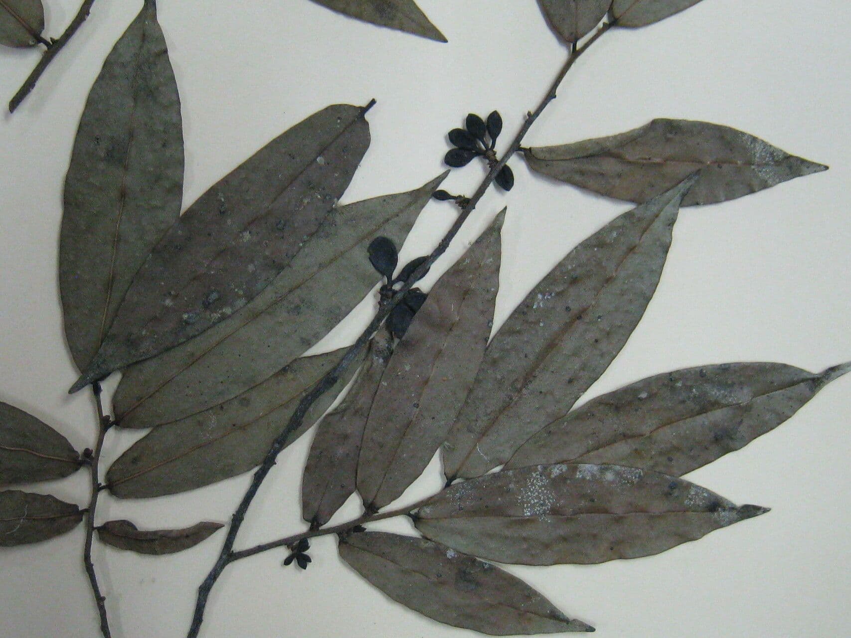 Oxandra 5