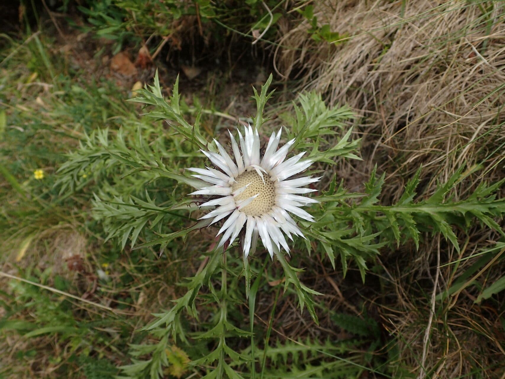 Silberdistel 25