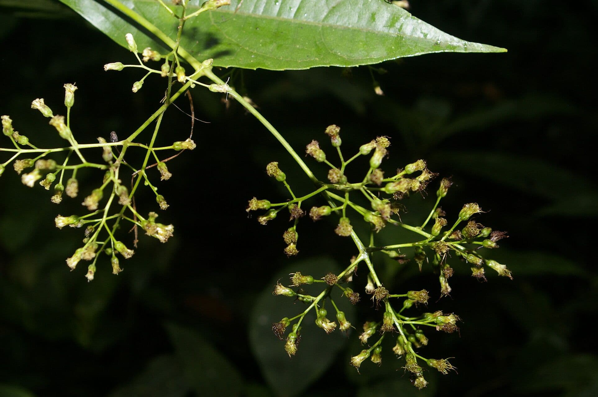 Koanophyllon 11