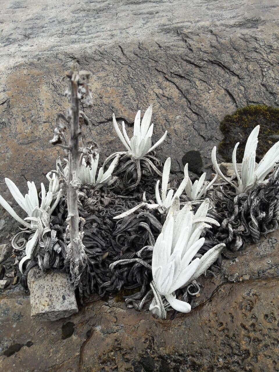 Senecio 16