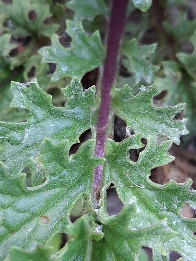 Senecio 16