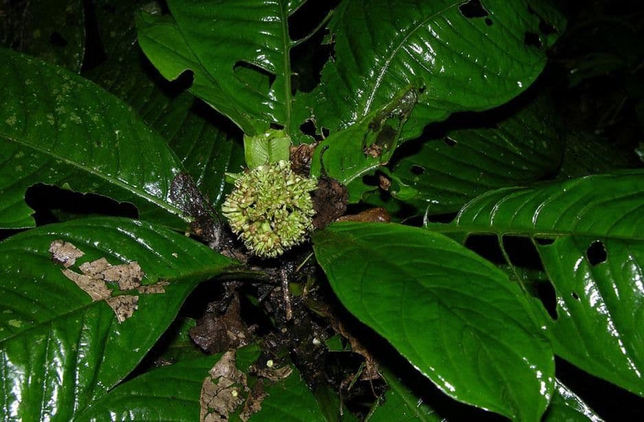 Psychotria 15
