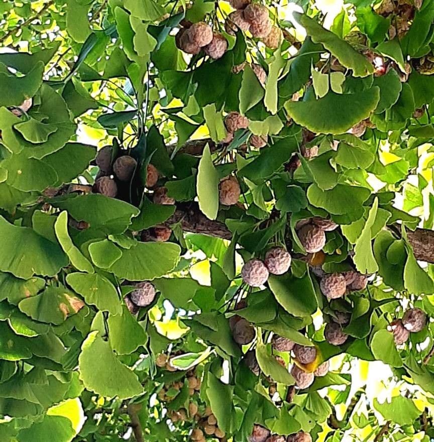 Ginkgo 3