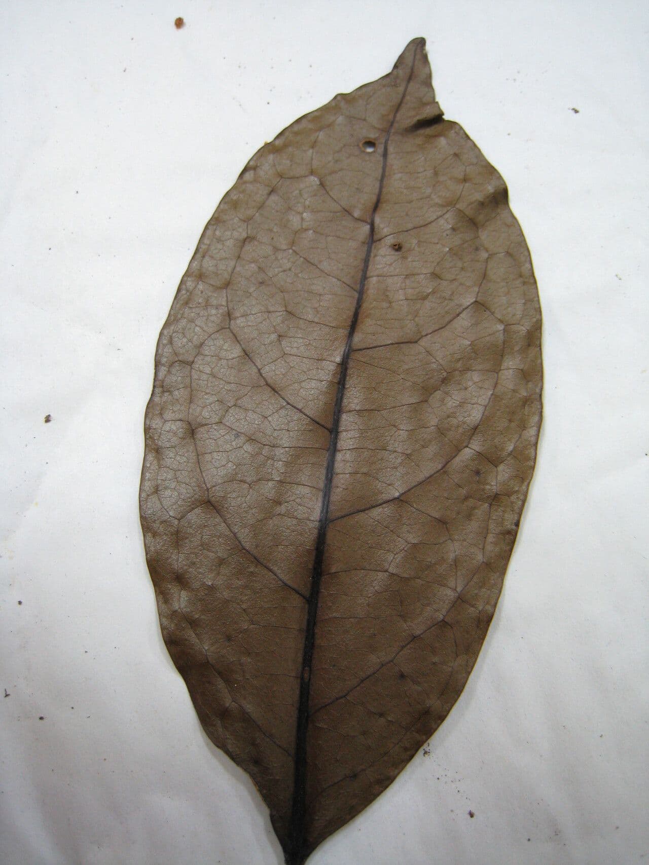 Tapura 19