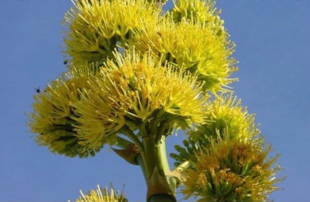 Wüsten-Agave