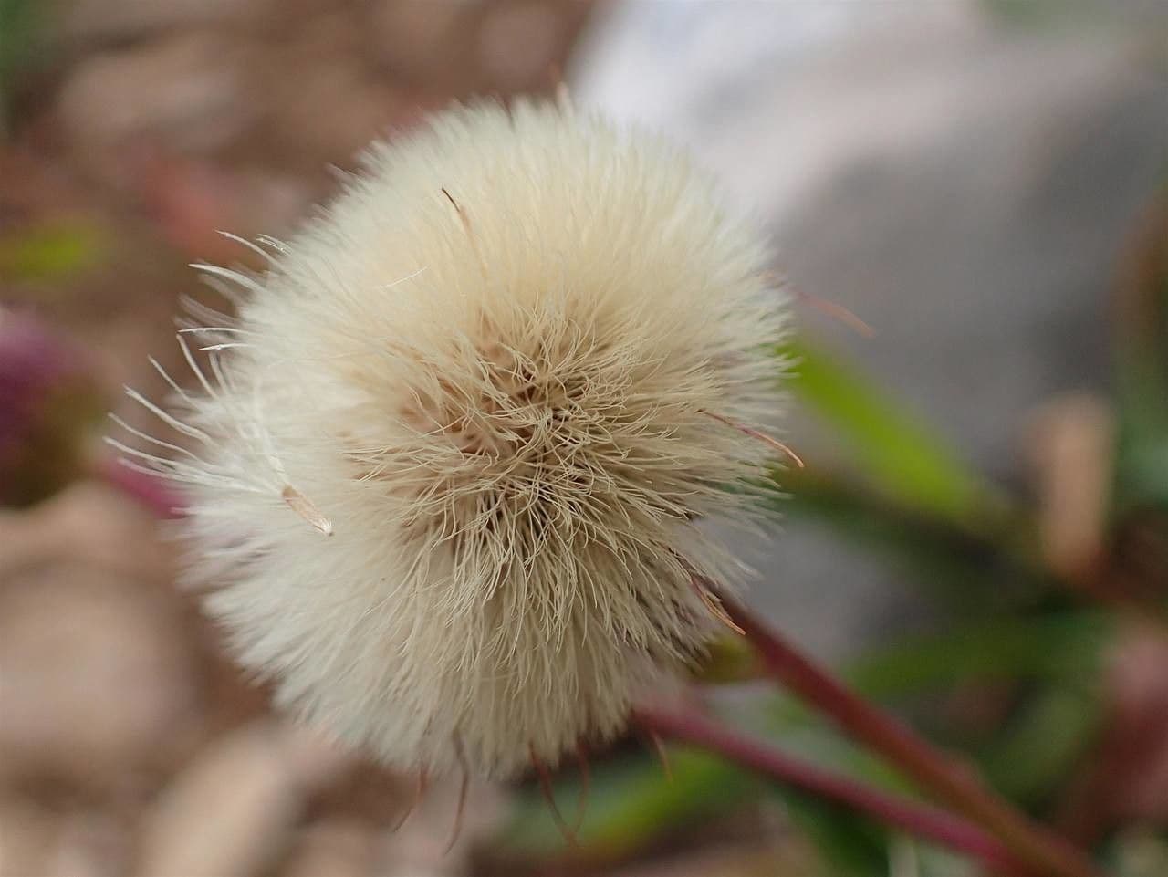 Erigeron alpino 5