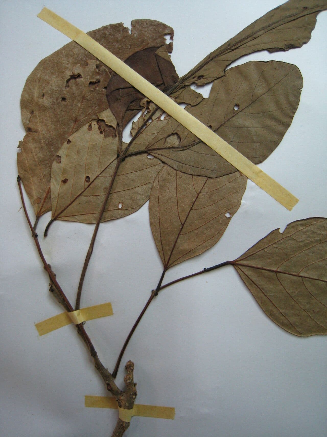 Erythrina bruna 24