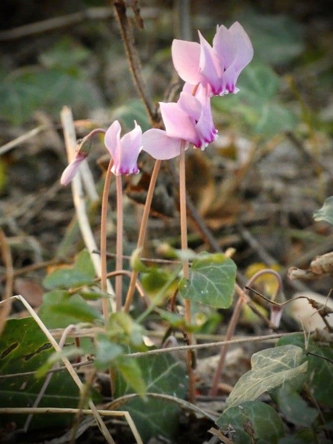Ciclamino napoletano 28