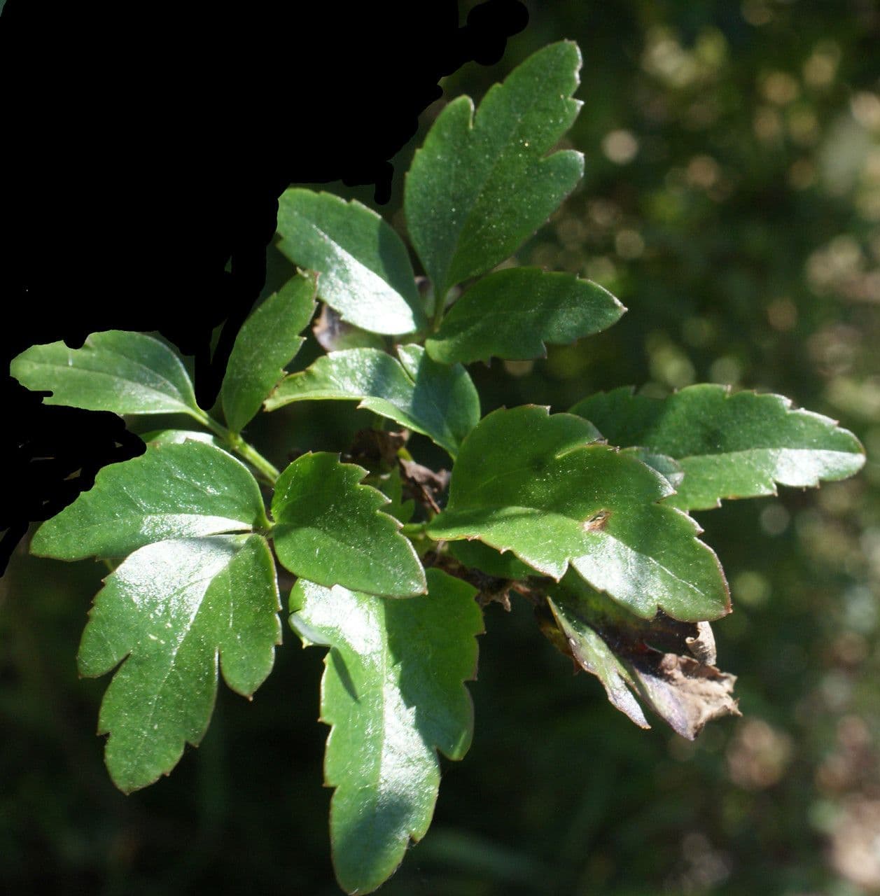 Clematis cirrhosa 16