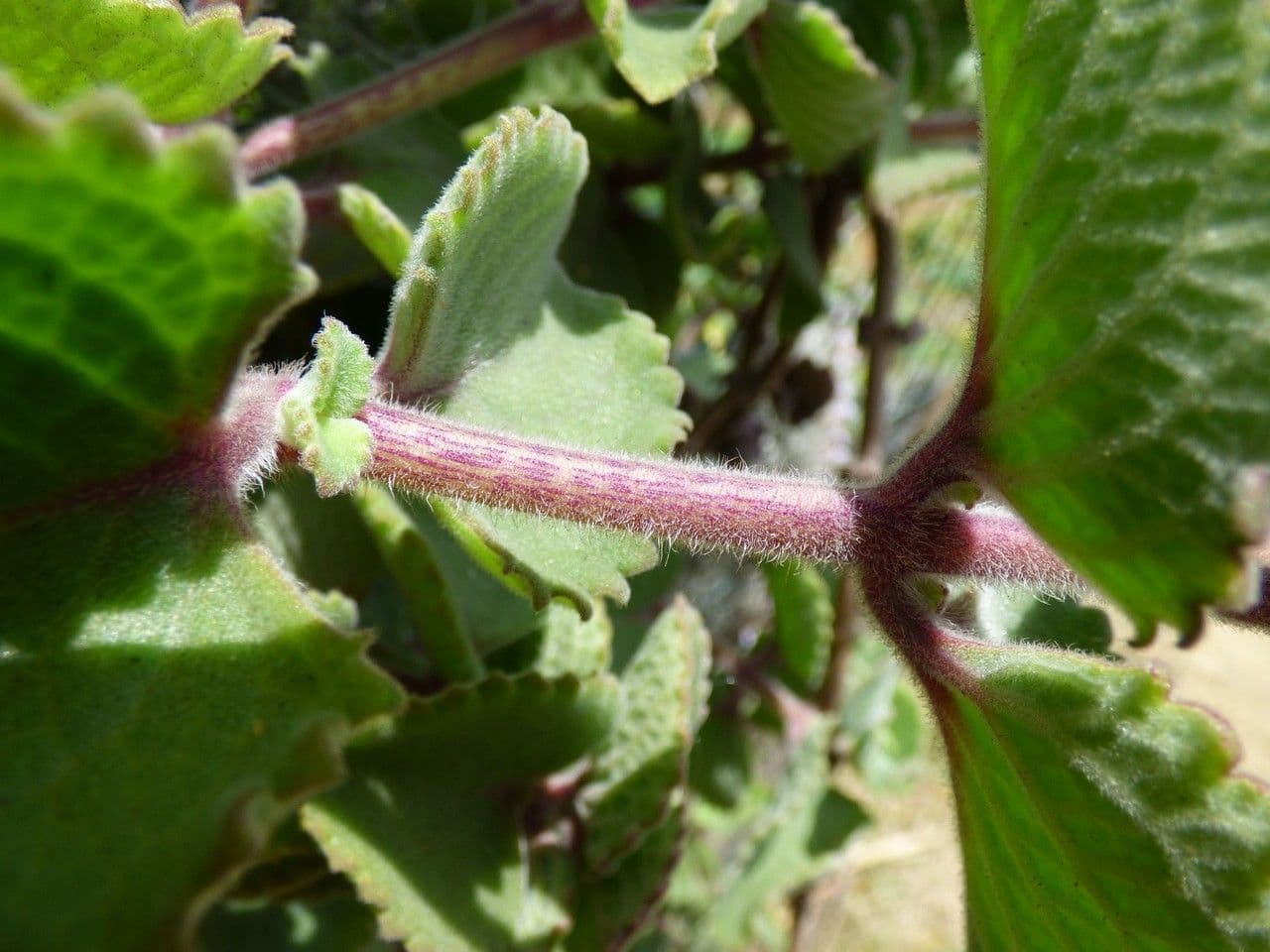 Cuban-oregano 24