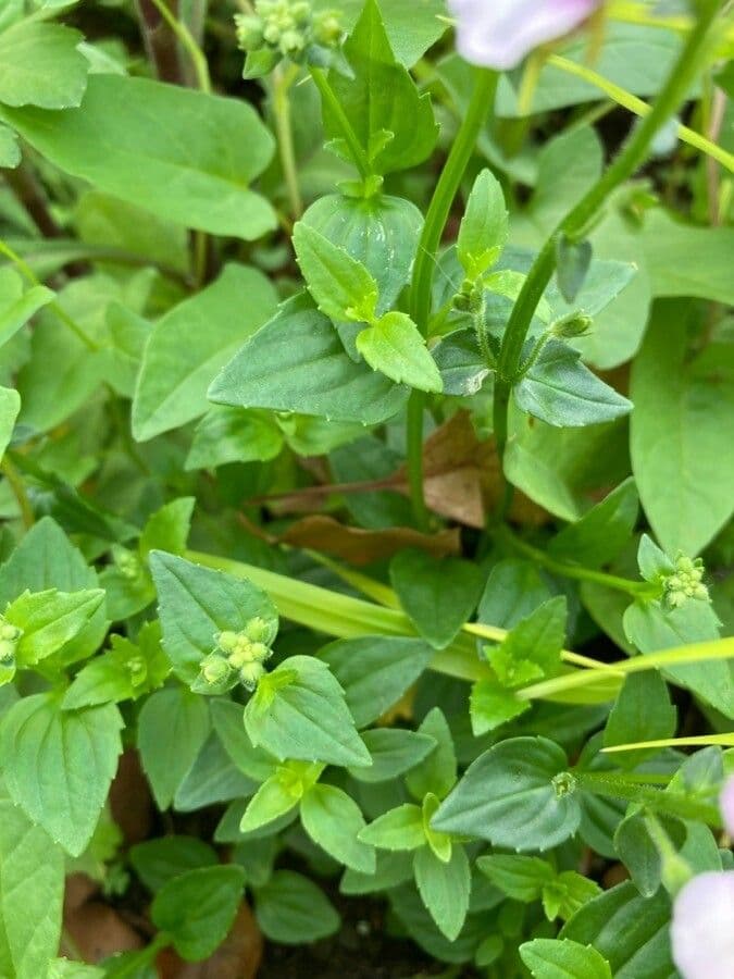 Linaria marocchina 13