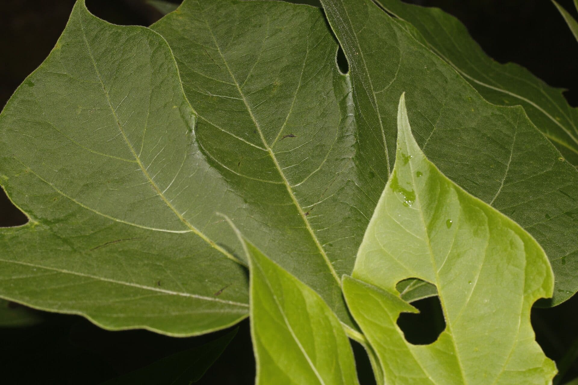 Gyrocarpus 9