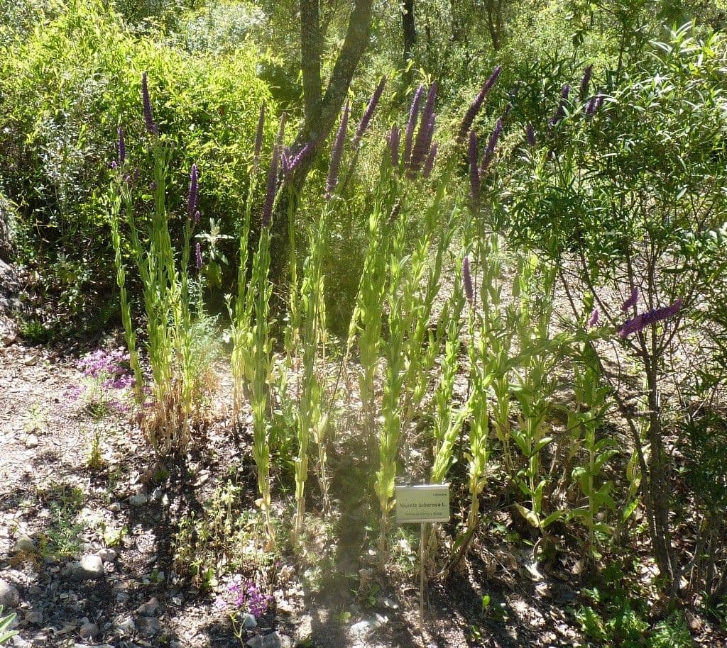 Nepeta tuberosa 10