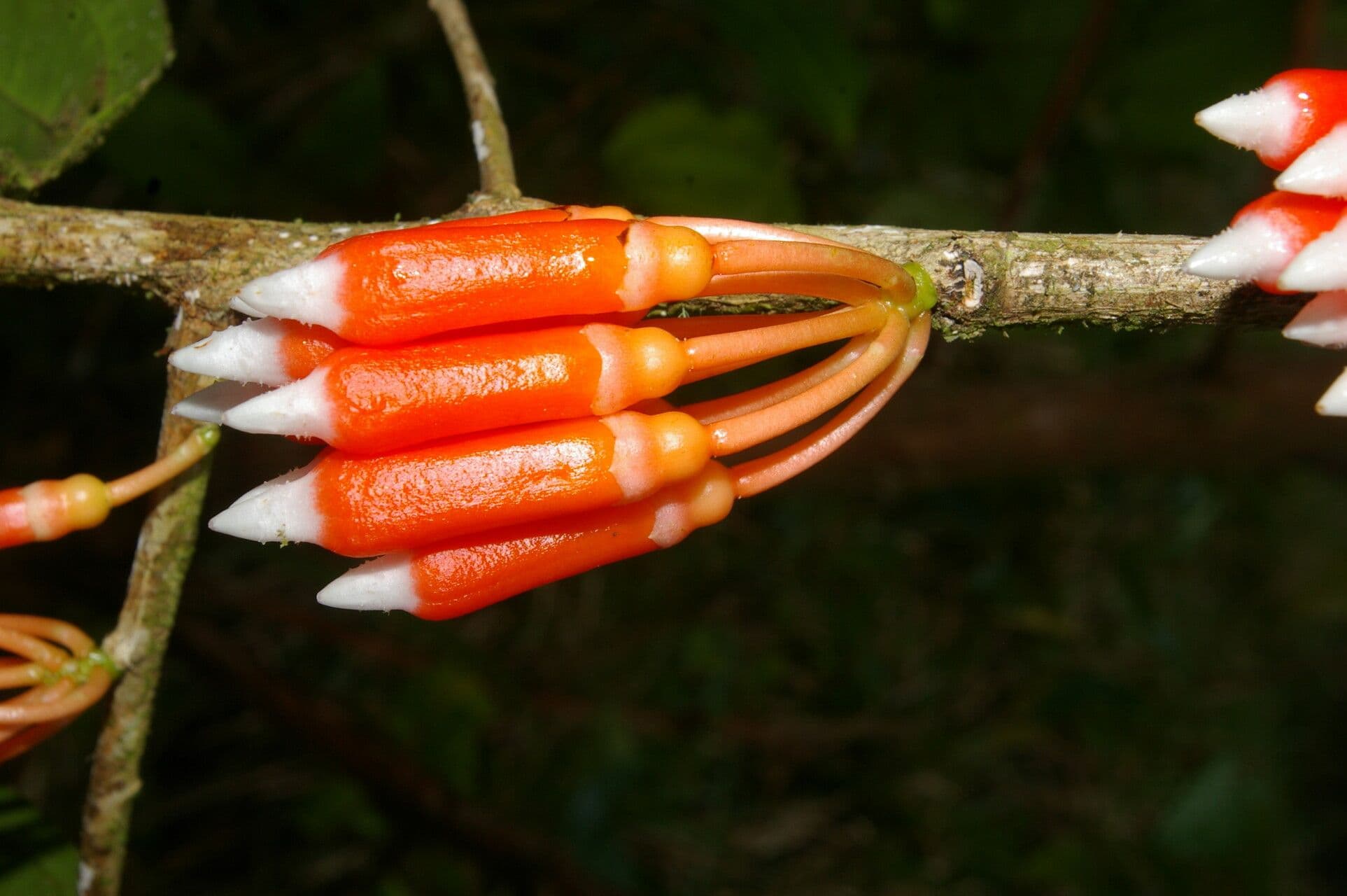 Psammisia ramiflora 4