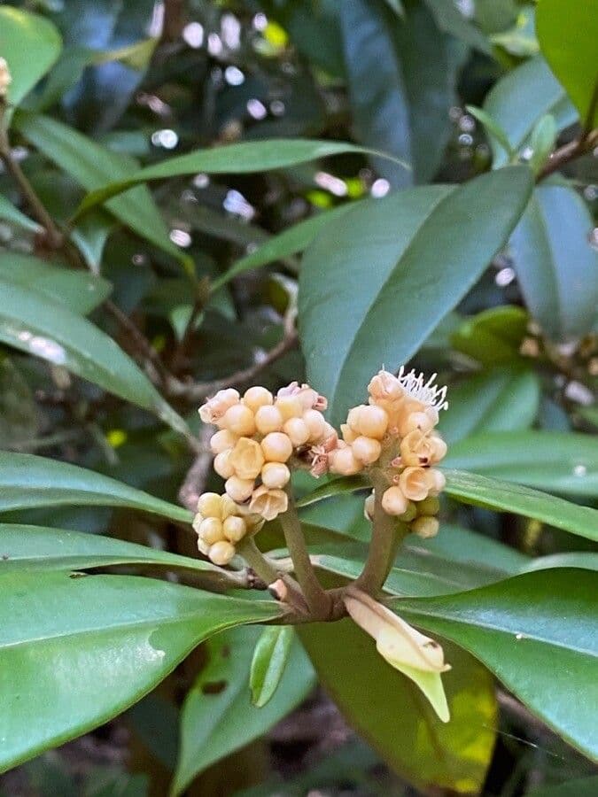 Myrcia