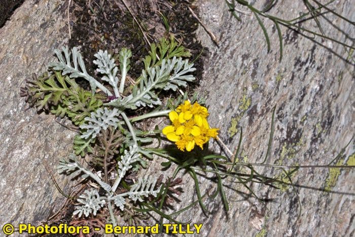 Senecio grigio 25