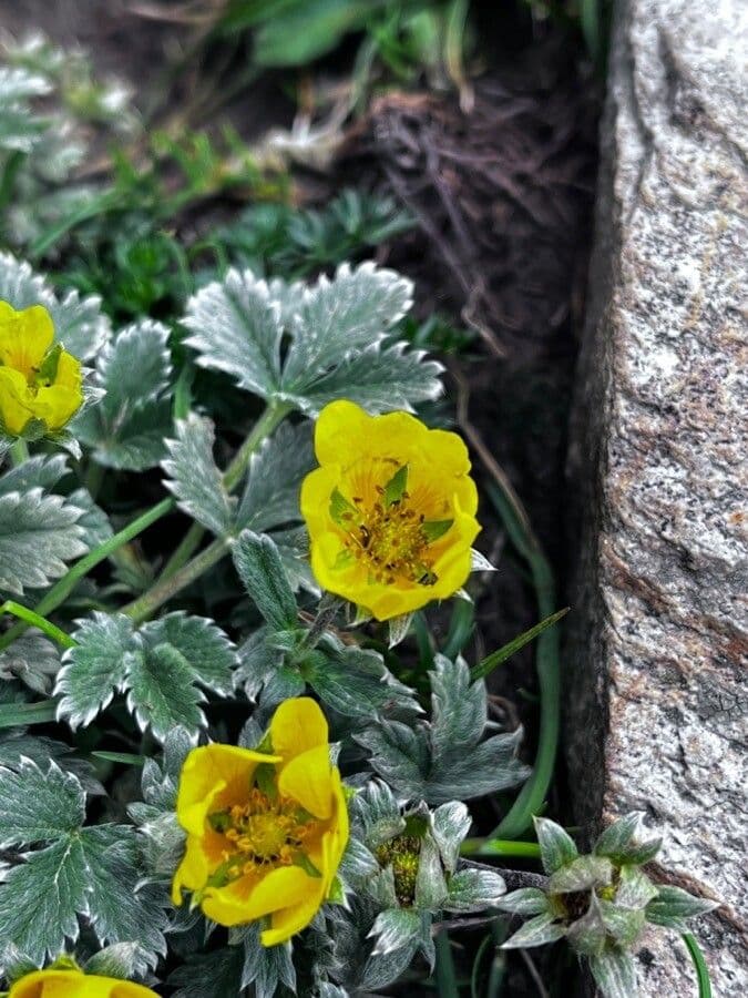 Potentilla nivea 2