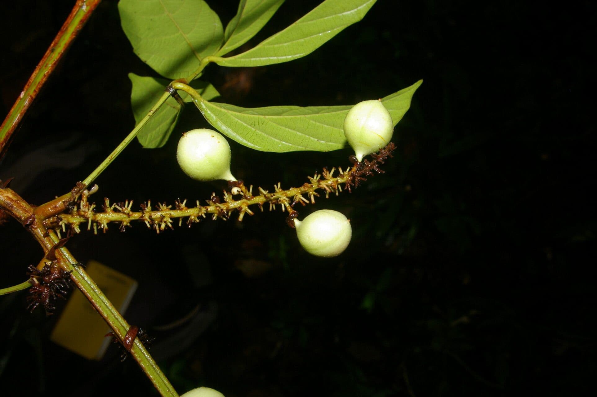 Paullinia pinnata