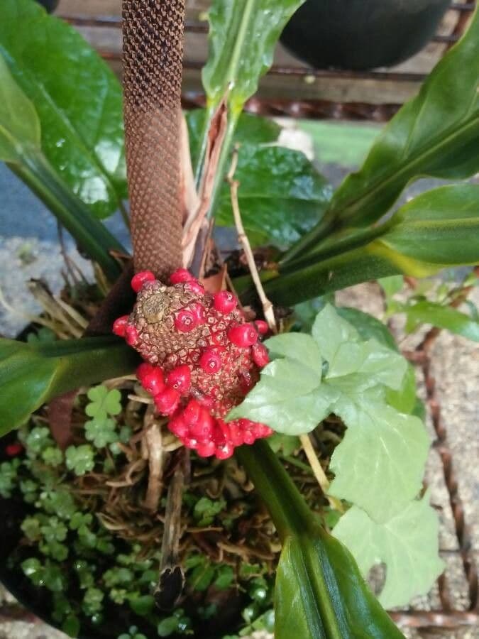 Aroides 3