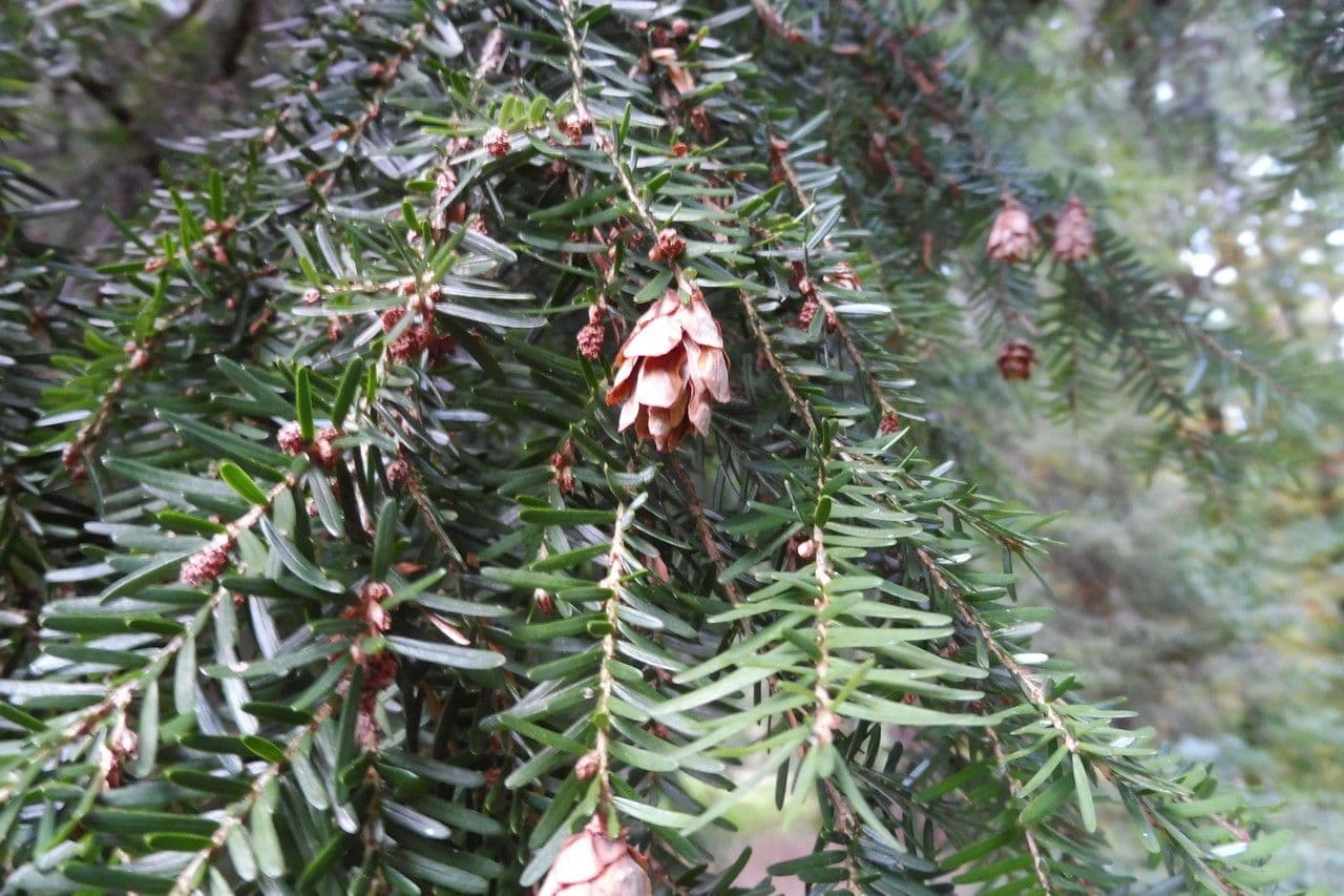 Tsuga occidentale 8